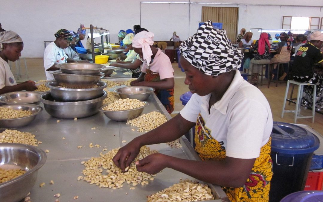 Pleijsier Bouw bouwt aan een duurzame cashewketen